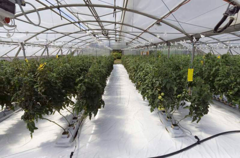 La Industria de los Invernaderos en Querétaro: Desarrollo, Innovación y Principales Empresas